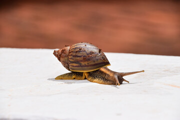 A snail crawls along a short wall