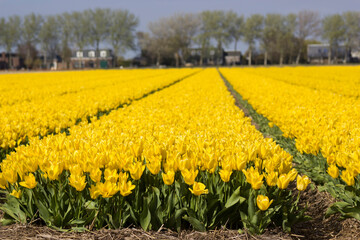tulip field in the Netherlands, springtime