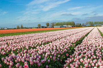 tulip fields in the Netherlands, springtime