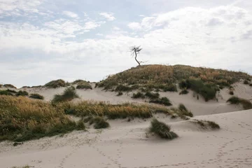 Photo sur Aluminium Mer du Nord, Pays-Bas the dunes landscape in Haamstede, Zeeland in the Netherlands