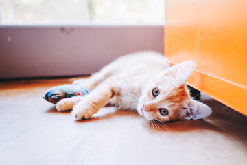 Portrait d'un mignon petit bébé chaton tigré roux à la maison	