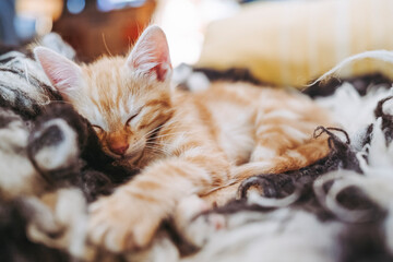 Portrait d'un mignon petit bébé chaton tigré roux à la maison	