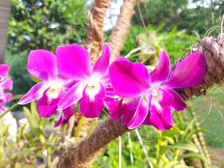 Portrait of beautiful pink dendrobium orchid flowers on a garden background and hanging on a tree...