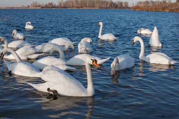 White swans flock floating in river Dnipro, Ukraine. Wintering swans. - 702758771