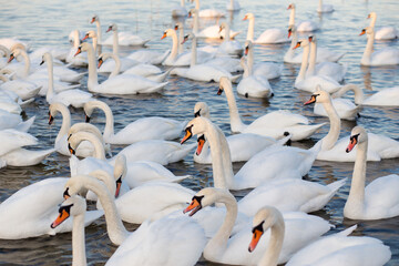 White swans flock floating in river Dnipro, Ukraine. Wintering swans.