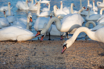 A flock of swan eating corn and grain at the banks of the River Dnipro, Ukraine. Wintering swans. - 702759569