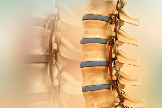 Human spine anatomy. 3d illustration