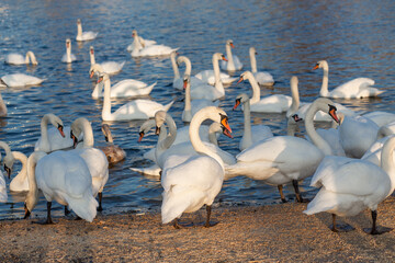 A flock of swan eating corn and grain at the banks of the River Dnipro, Ukraine. Wintering swans. - 702760131