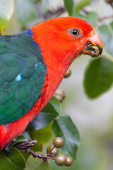 Australian King Parrot in Victoria Australia
