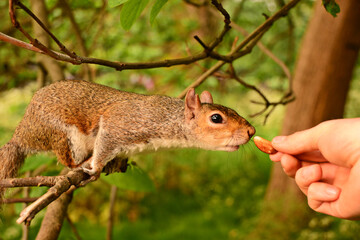 A squirrel sniffing a nut