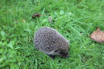 Hedgehog ran early in the wet meadow
