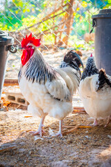 Chicken,Light Sussex Chicken,Chicken breeder in Country house - 702762387