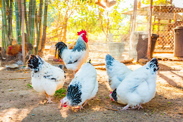 Chicken,Light Sussex Chicken,Chicken breeder in Country house - 702762389