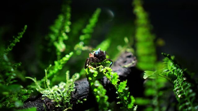 Vampire Crab Paludarium