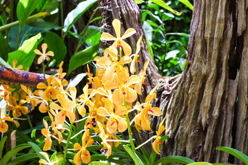 Orange, yellow mokara orchids stem (Tammy,  Punnee, Chitti, Tangerine) green leaves as background. Yellow mokara orchid with dark brown spots It's a cut flower plant. Ornamental plants.