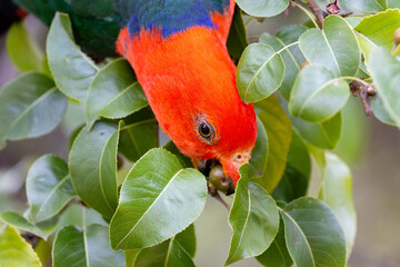 Australian King Parrot in Victoria Australia