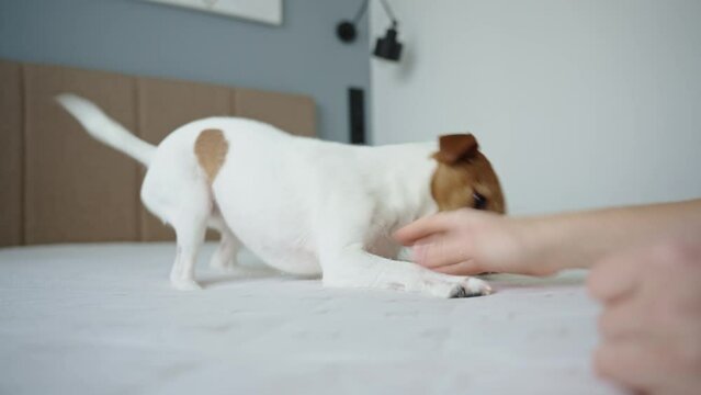 Dog is hunting for the owner hand. Woman is playing with dog in bedroom. Female has fun with dog indoors