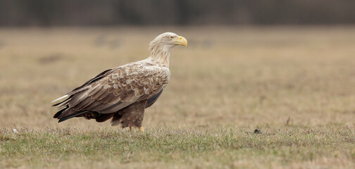 Sea Eagle