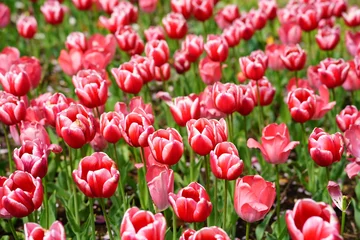 Wandcirkels aluminium A field of red tulips © Que sera sera