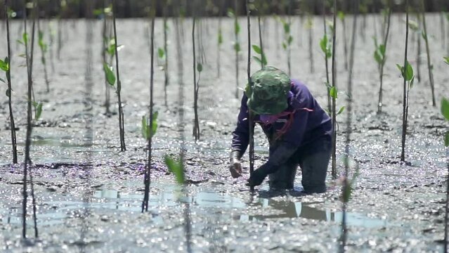 Humans plant mangrove forests to restore the environment and maintain ecological balance