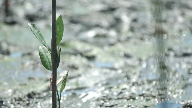 Mangrove forests are planted by humans to restore the environment and maintain ecological balance.