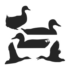 duck and ducklings