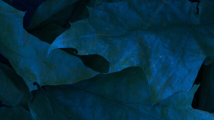 Closeup nature view of dark blue leaf  background. Colors of the winter leaves. Flat lay, dark...