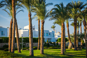 Tropical homes with palm trees and blue sky. White modern homes and dates trees in middle east.