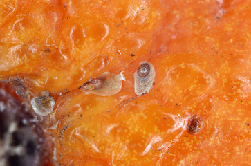 Aonidiella aurantii or red scale is an armored scale insect and a major pest of citrus. Insects on...
