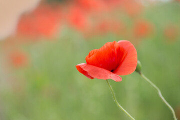 Obraz premium red poppy in a green field