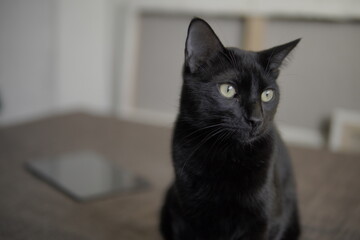 portrait of young black cat in the house