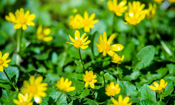Yellow Lesser celandine flowers in spring on a green natural background
