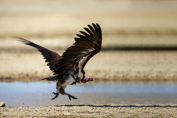 Lapped-faced Vulture  (Aegypius tracheliotos) Kgalagadi Transfrontier Park, South Africa