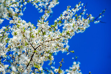 Cherry blossom branch in the garden in spring

