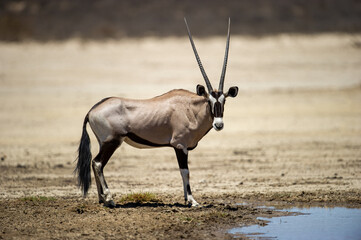 Gemsbok (Oryx gazella) Kgalagadi Transfrontier Park, South Africa