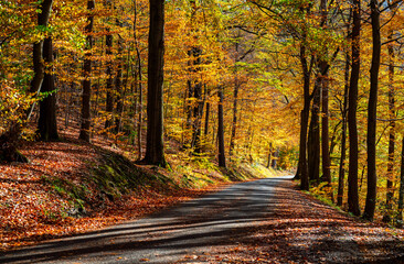 Country road in indian summer season in beech forest in Iserlohn Sauerland Germany with small street and vibrant colorful orange, green, yellow leaves and trunks backlit by sun an october autumn day.