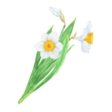 Narcissus, watercolor illustration of daffodils. Hand drawn watercolor painting of a fragrant spring garden flower. White and yellow botanical painting for greeting, wedding, Easter, Mothers day print