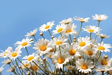 A bunch of white and yellow flowers against a blue sky.