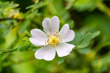 flor blanca rodeada de naturaleza 