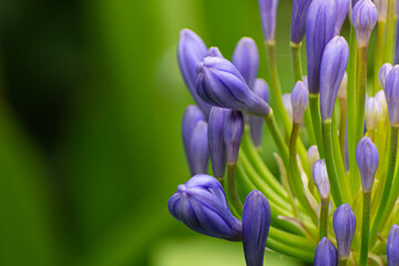 flores violetas sobre fondo verde 