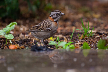 pequeña ave buscando comida en el suelo natural 