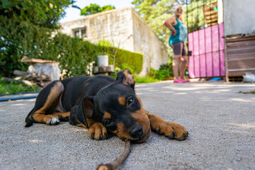 perro jugando observado por su dueña 