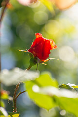 rosa naranja rodeada por los rayos del sol