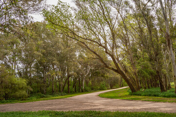camino en medio de la naturaleza 