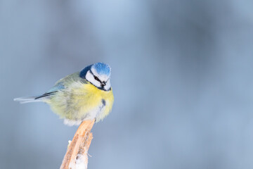 Blue tit (Cyanistes caeruleus) fluffs its feathers on a freezing cold winter day