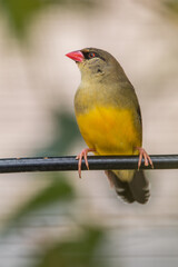 The red avadavat (Amandava amandava), red munia or strawberry finch, is a sparrow-sized bird of the family Estrildidae