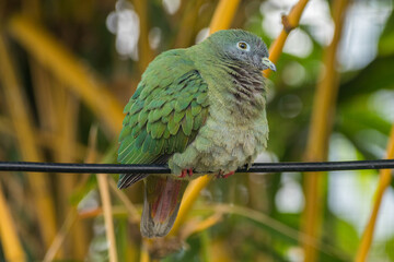 The pink-necked green pigeon (Treron vernans) is a species of bird of the pigeon and dove family