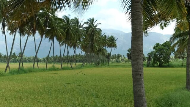 Kollengode,Palakkad- A Border village in Palakkad District Famous for its beautiful vast stretch of paddy fields and waterfalls