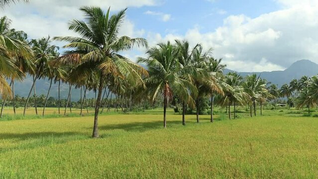 Kollengode,Palakkad- A Border village in Palakkad District Famous for its beautiful vast stretch of paddy fields and waterfalls
