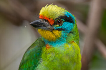 The red-throated barbet (Psilopogon mystacophanos) is a species of bird in the family Megalaimidae